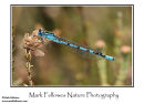 Common blue damselfly Enallagma cyathigerum